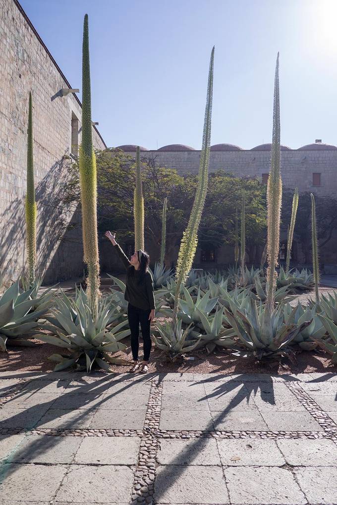 The huge plants outside it