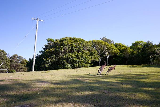 Kangaroos jumping