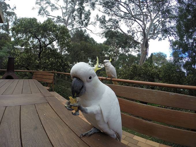 Cockatoo eating tortilla chips