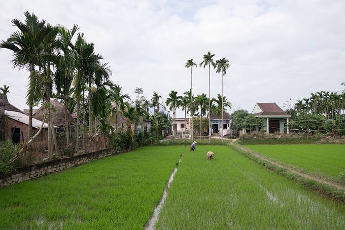 Rice paddies