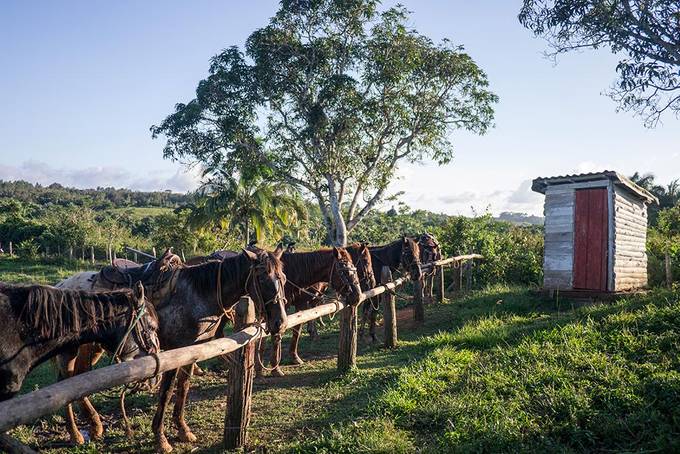 Horses at a farm