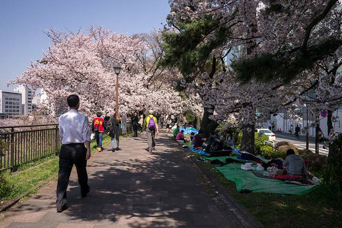 Hanami picnics