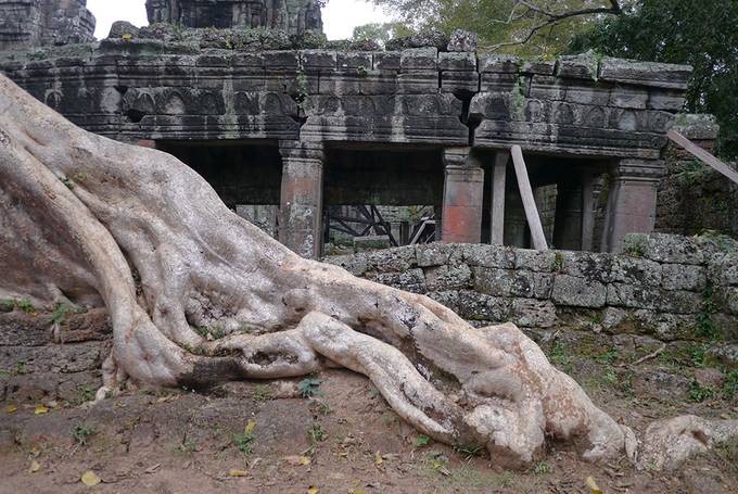 Tree roots