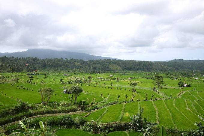 Rice paddies