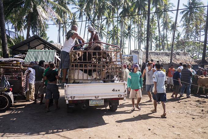 Goats in transit