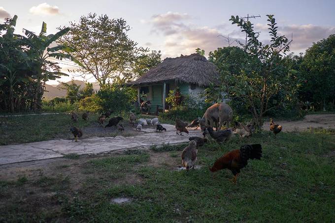 Dogs and chickens at a farm