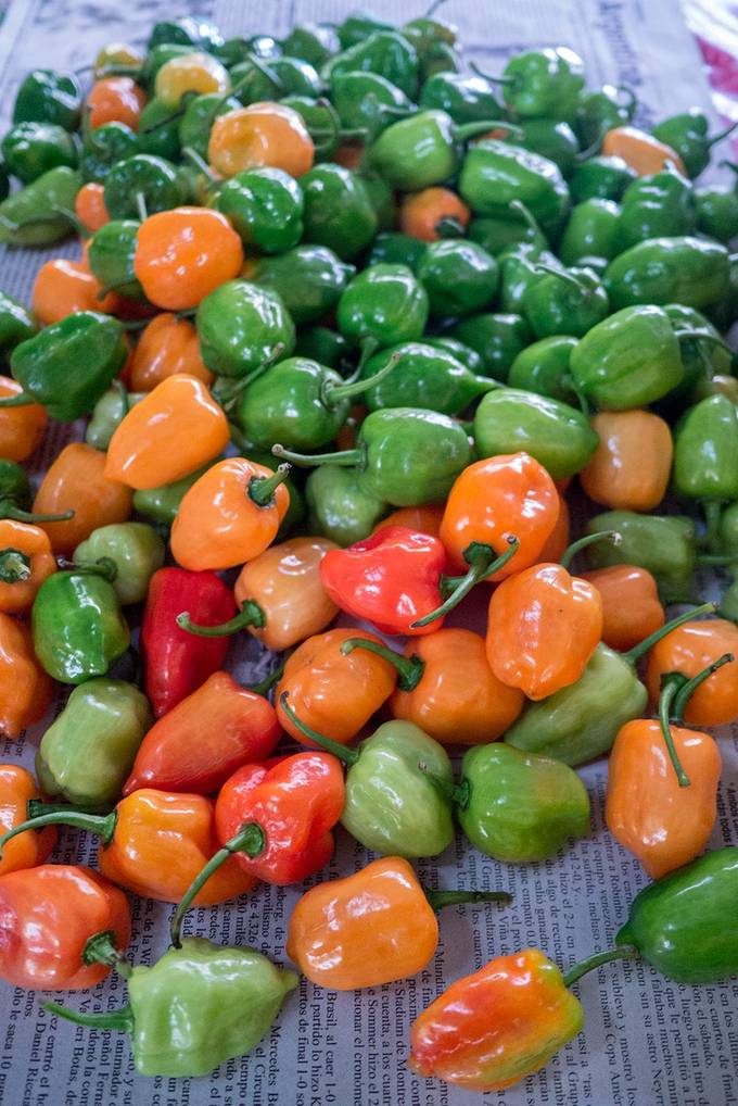 Habenero chillies