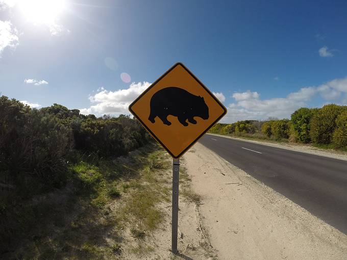 Wombat sign